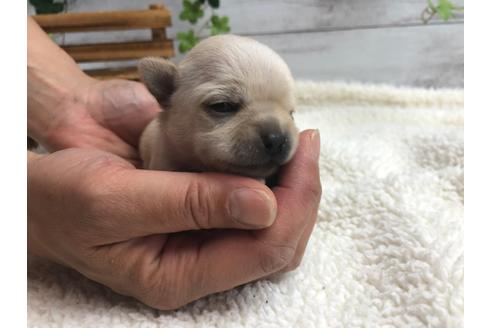 成約済の静岡県のチワワ(ロングコート)-98519の5枚目