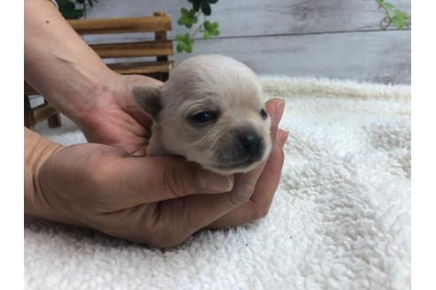 成約済の静岡県のチワワ(ロングコート)-98519の3枚目