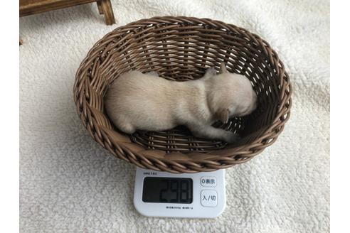 成約済の静岡県のチワワ(ロングコート)-98519の2枚目