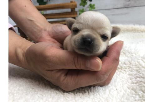 成約済の静岡県のチワワ(ロングコート)-98519の1枚目