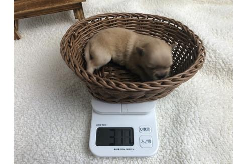 成約済の静岡県のチワワ(ロングコート)-98520の5枚目