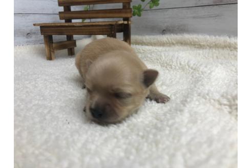 成約済の静岡県のチワワ(ロングコート)-98520の1枚目