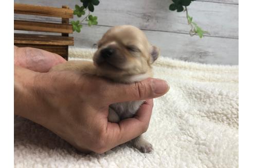 成約済の静岡県のチワワ(ロングコート)-98520の4枚目