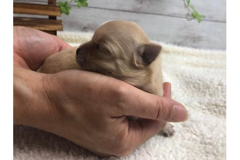 成約済の静岡県のチワワ(ロングコート)-98520の3枚目