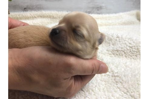 成約済の静岡県のチワワ(ロングコート)-98520の2枚目