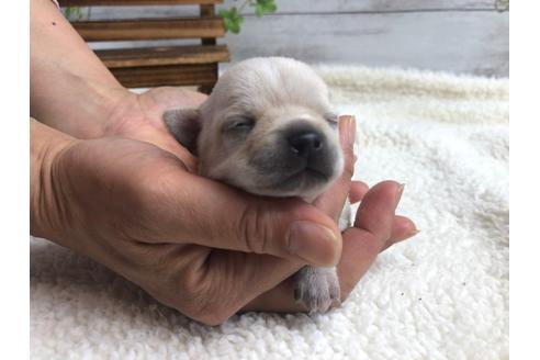 成約済の静岡県のチワワ(ロングコート)-98521の1枚目