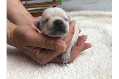 成約済の静岡県のチワワ(ロングコート)-98521の4枚目