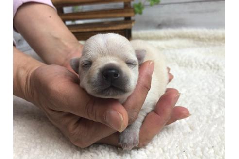 成約済の静岡県のチワワ(ロングコート)-98521の5枚目