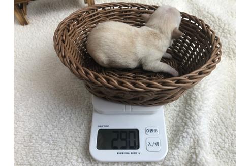 成約済の静岡県のチワワ(ロングコート)-98521の3枚目