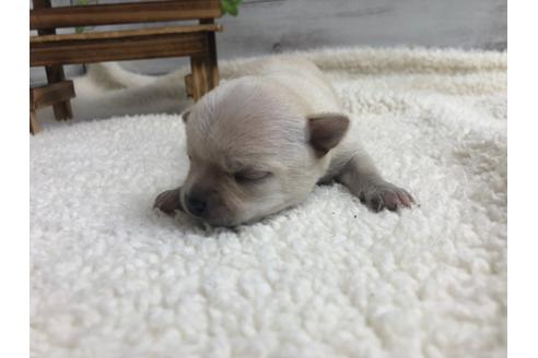 成約済の静岡県のチワワ(ロングコート)-98521の2枚目