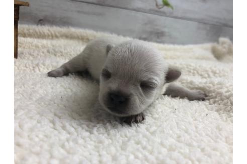 成約済の静岡県のチワワ(ロングコート)-98522の4枚目