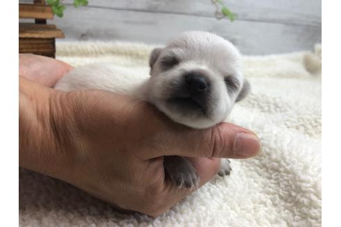 成約済の静岡県のチワワ(ロングコート)-98522の5枚目