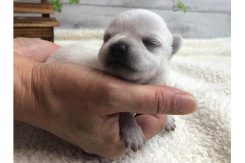 成約済の静岡県のチワワ(ロングコート)-98522の1枚目