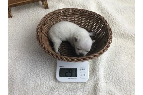 成約済の静岡県のチワワ(ロングコート)-98522の2枚目