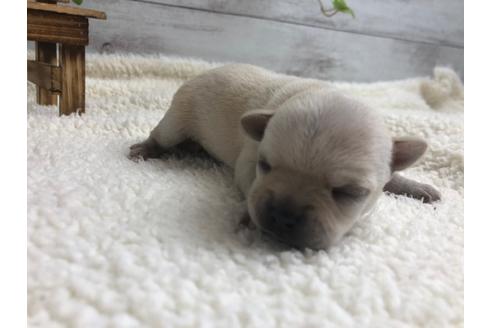 成約済の静岡県のチワワ(ロングコート)-98522の3枚目