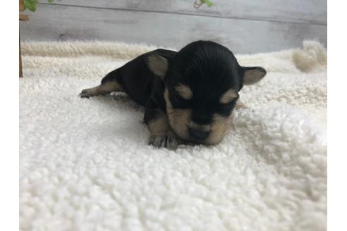 成約済の静岡県のミニチュアシュナウザー-98523の4枚目