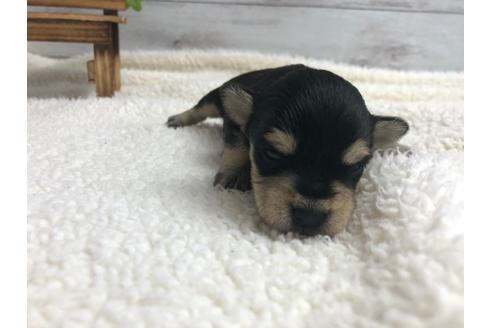 成約済の静岡県のミニチュアシュナウザー-98523の5枚目