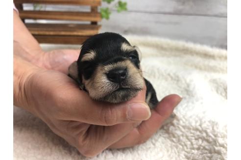 成約済の静岡県のミニチュアシュナウザー-98523の3枚目