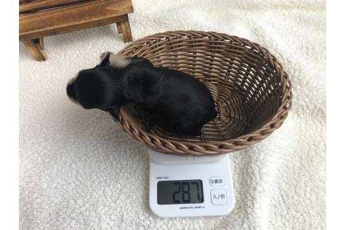 成約済の静岡県のミニチュアシュナウザー-98523の2枚目