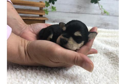 成約済の静岡県のミニチュアシュナウザー-98523の1枚目