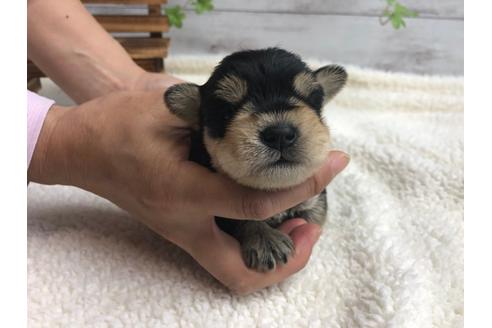 成約済の静岡県のミニチュアシュナウザー-98525の1枚目