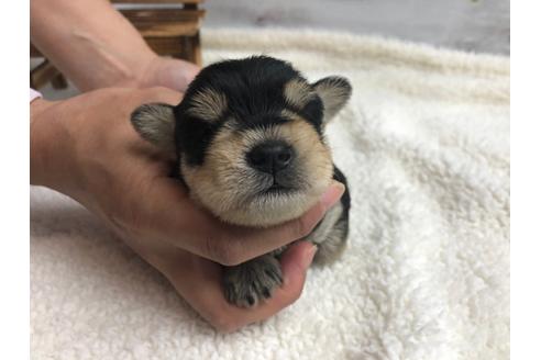 成約済の静岡県のミニチュアシュナウザー-98525の4枚目