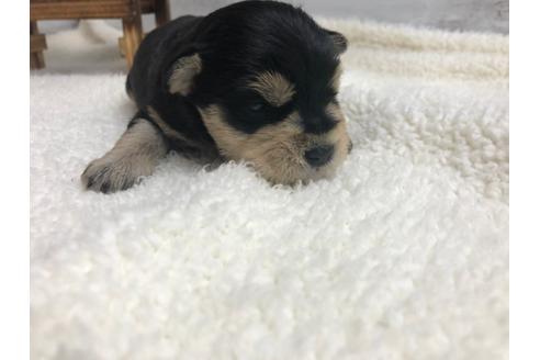 成約済の静岡県のミニチュアシュナウザー-98525の5枚目