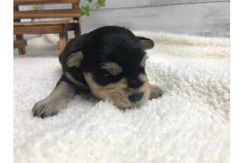 成約済の静岡県のミニチュアシュナウザー-98525の3枚目