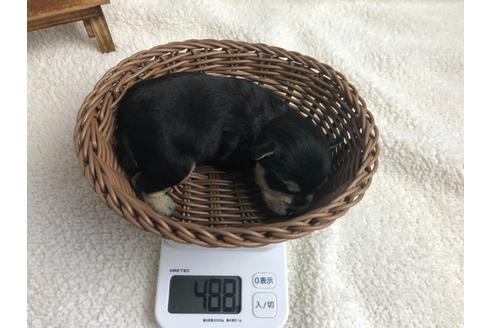 成約済の静岡県のミニチュアシュナウザー-98525の2枚目