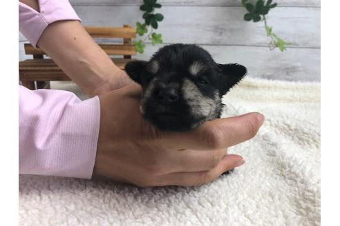 成約済の静岡県のミニチュアシュナウザー-98526の4枚目