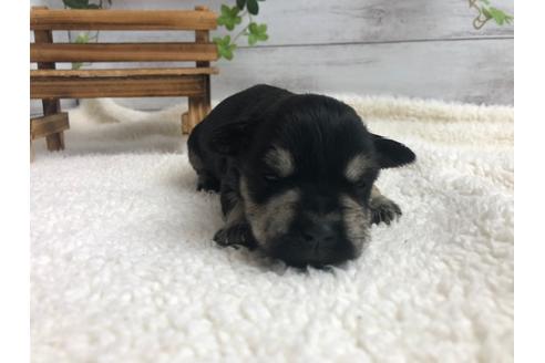 成約済の静岡県のミニチュアシュナウザー-98526の1枚目