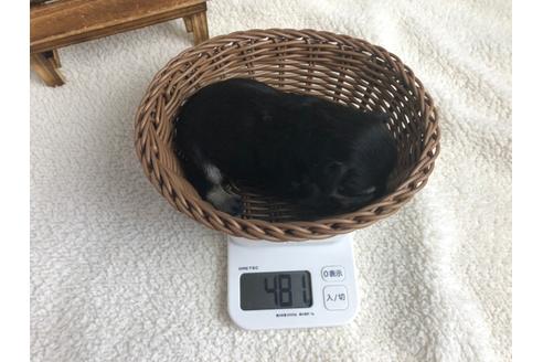 成約済の静岡県のミニチュアシュナウザー-98526の2枚目