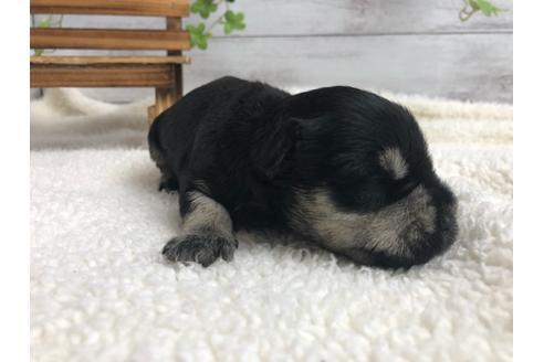 成約済の静岡県のミニチュアシュナウザー-98526の3枚目