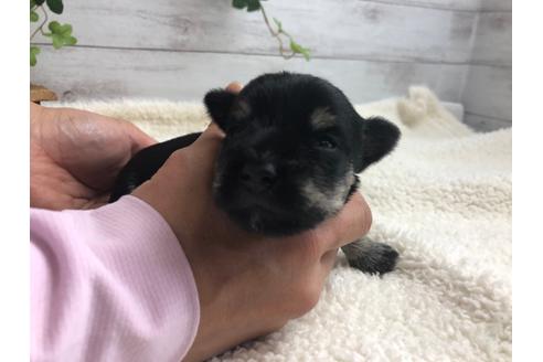 成約済の静岡県のミニチュアシュナウザー-98527の3枚目