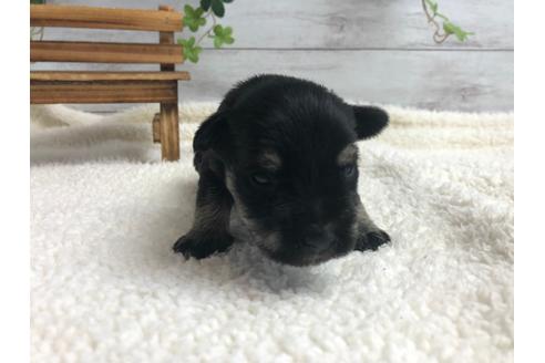 成約済の静岡県のミニチュアシュナウザー-98527