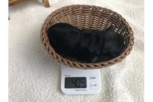 成約済の静岡県のミニチュアシュナウザー-98528の6枚目