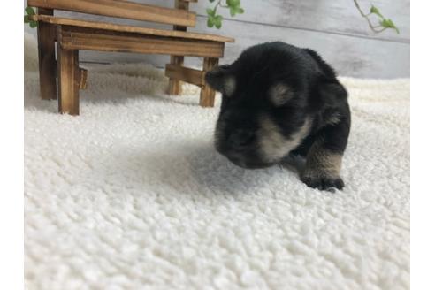 成約済の静岡県のミニチュアシュナウザー-98528の3枚目