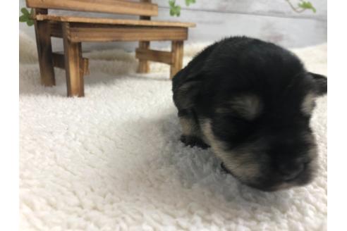 成約済の静岡県のミニチュアシュナウザー-98528の4枚目