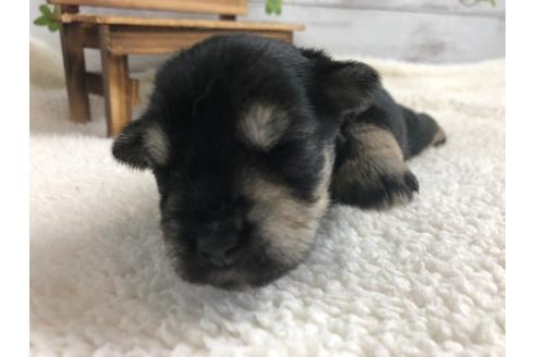 成約済の静岡県のミニチュアシュナウザー-98528の2枚目