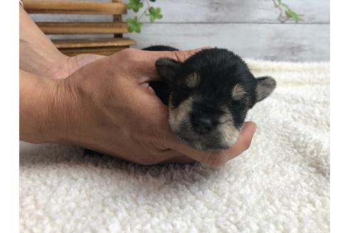 成約済の静岡県のミニチュアシュナウザー-98529