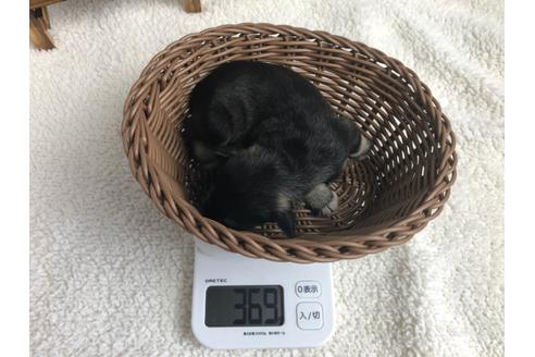 成約済の静岡県のミニチュアシュナウザー-98529の4枚目