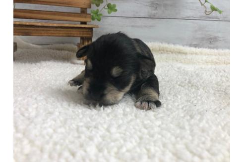 成約済の静岡県のミニチュアシュナウザー-98529の5枚目