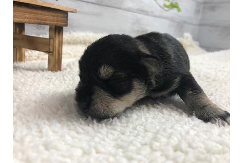 成約済の静岡県のミニチュアシュナウザー-98529の2枚目