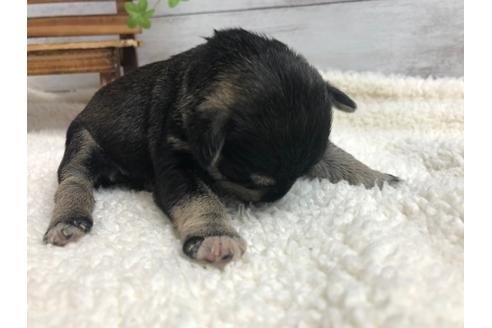 成約済の静岡県のミニチュアシュナウザー-98529の3枚目