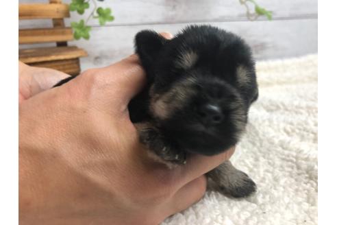 成約済の静岡県のミニチュアシュナウザー-98530の5枚目