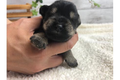 成約済の静岡県のミニチュアシュナウザー-98530