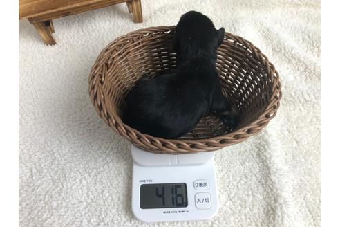 成約済の静岡県のミニチュアシュナウザー-98530の4枚目