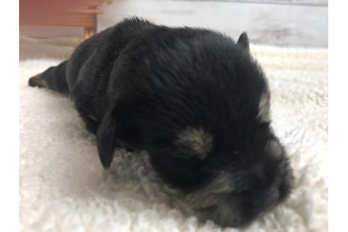 成約済の静岡県のミニチュアシュナウザー-98530の2枚目