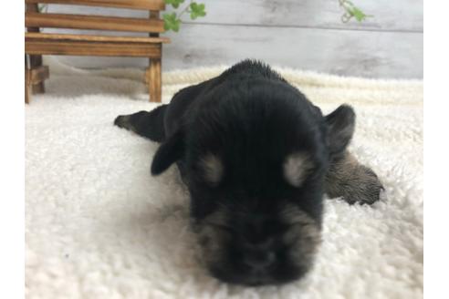 成約済の静岡県のミニチュアシュナウザー-98530の3枚目