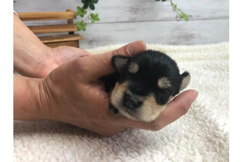 成約済の静岡県のミニチュアシュナウザー-98531の1枚目